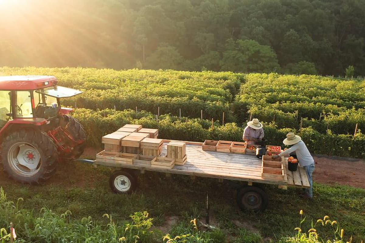 Understanding the Journey: How Exotic Fruits Reach Your Table