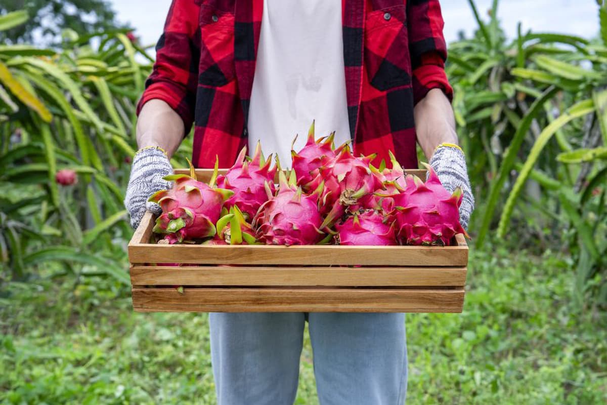 Understanding the Journey: How Exotic Fruits Reach Your Table 2