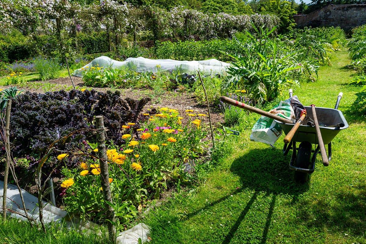 Mistakes Home Gardeners Make When Using Whitefly-Repelling Plants in the Kitchen Garden