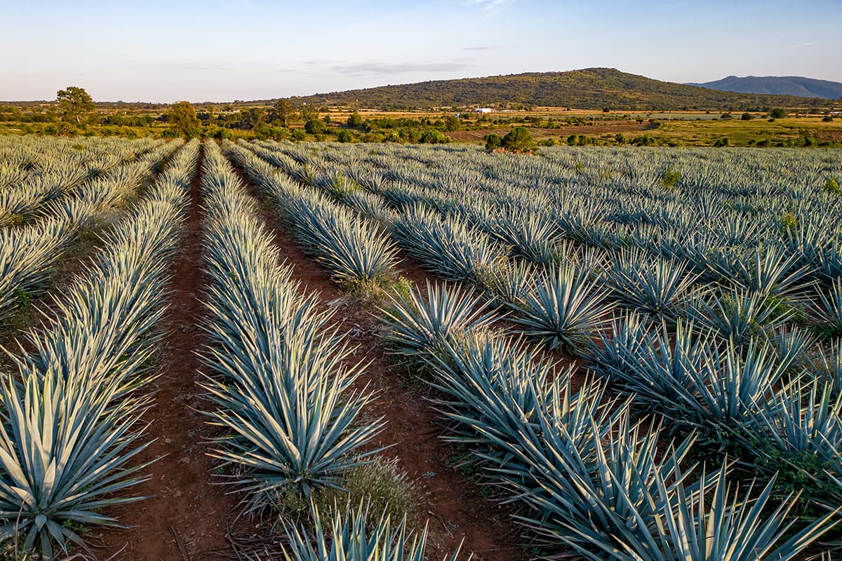 What Sets Premium Agave Spirits Apart from Standard Options