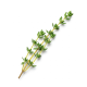 Ingredient: Thyme, fresh
