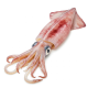 Ingredient: Squid