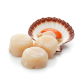 Ingredient: Scallops