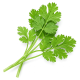 Ingredient: Cilantro, fresh