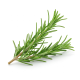 Ingredient: Rosemary