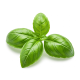 Ingredient: Basil, fresh