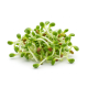 Ingredient: Cress