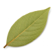 Ingredient: Bay leaf (kitchen laurel)