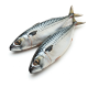 Ingredient: Mackerel, fresh
