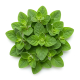 Ingredient: Oregano, vers