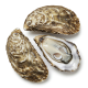Ingredient: Oysters