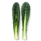 Ingredient: Black cabbage (cavolo nero)