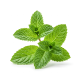 Ingredient: Mint, fresh