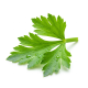 Ingredient: Celery, leaves, fresh