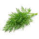 Ingredient: Dill