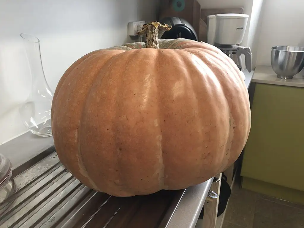 Pumpkin jam ingredients