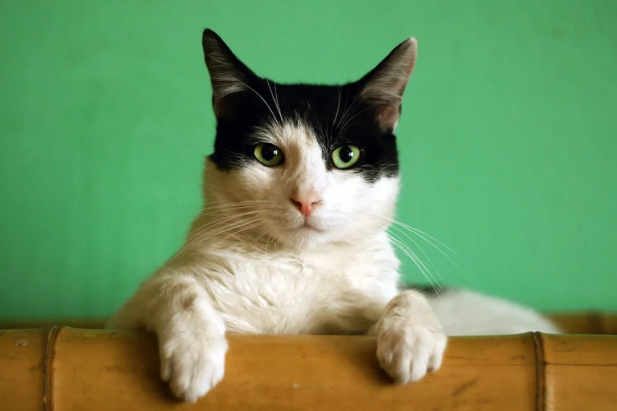 Easy And Healthy Food You Can Make For Your Cat