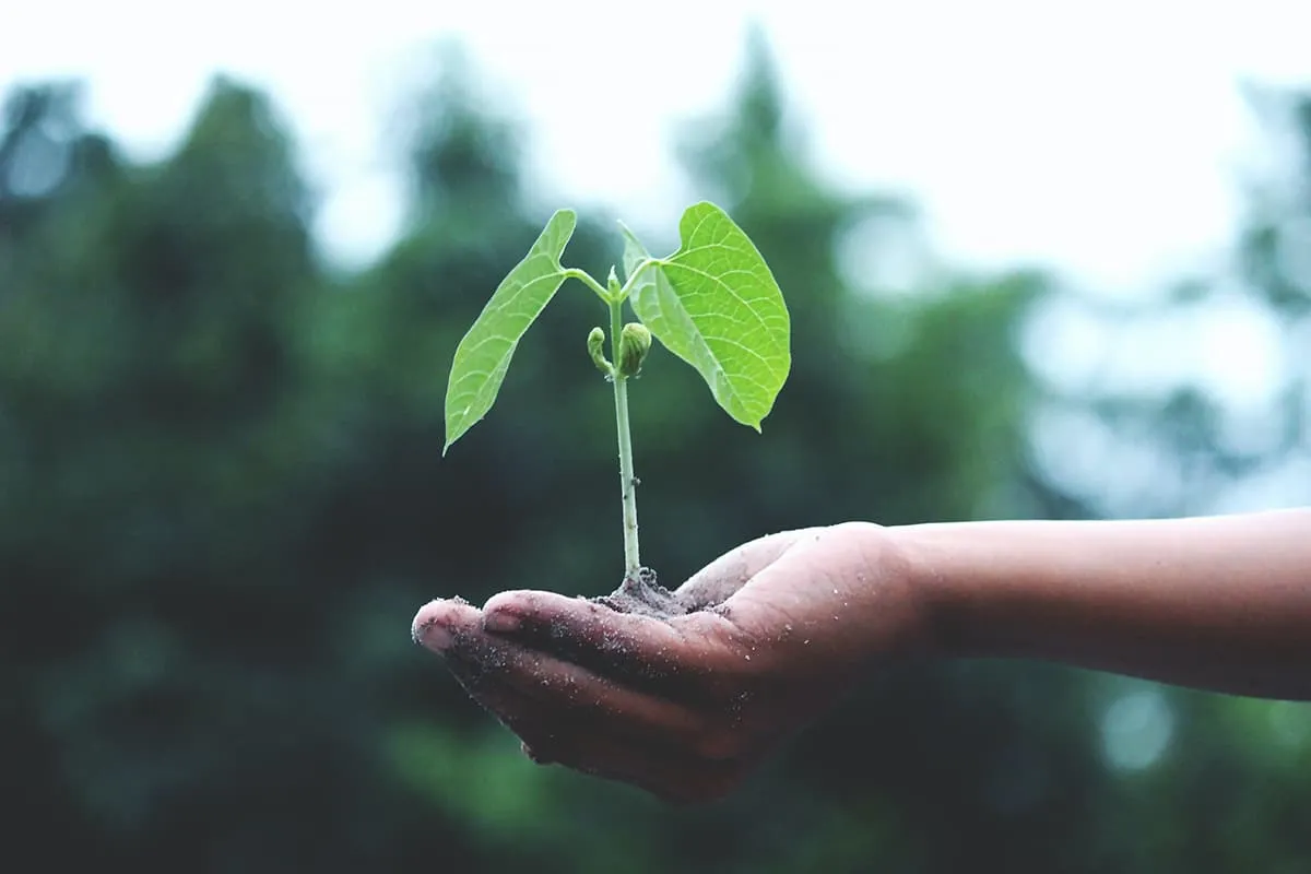 From seed to sprout: engaging kids in the joy of gardening