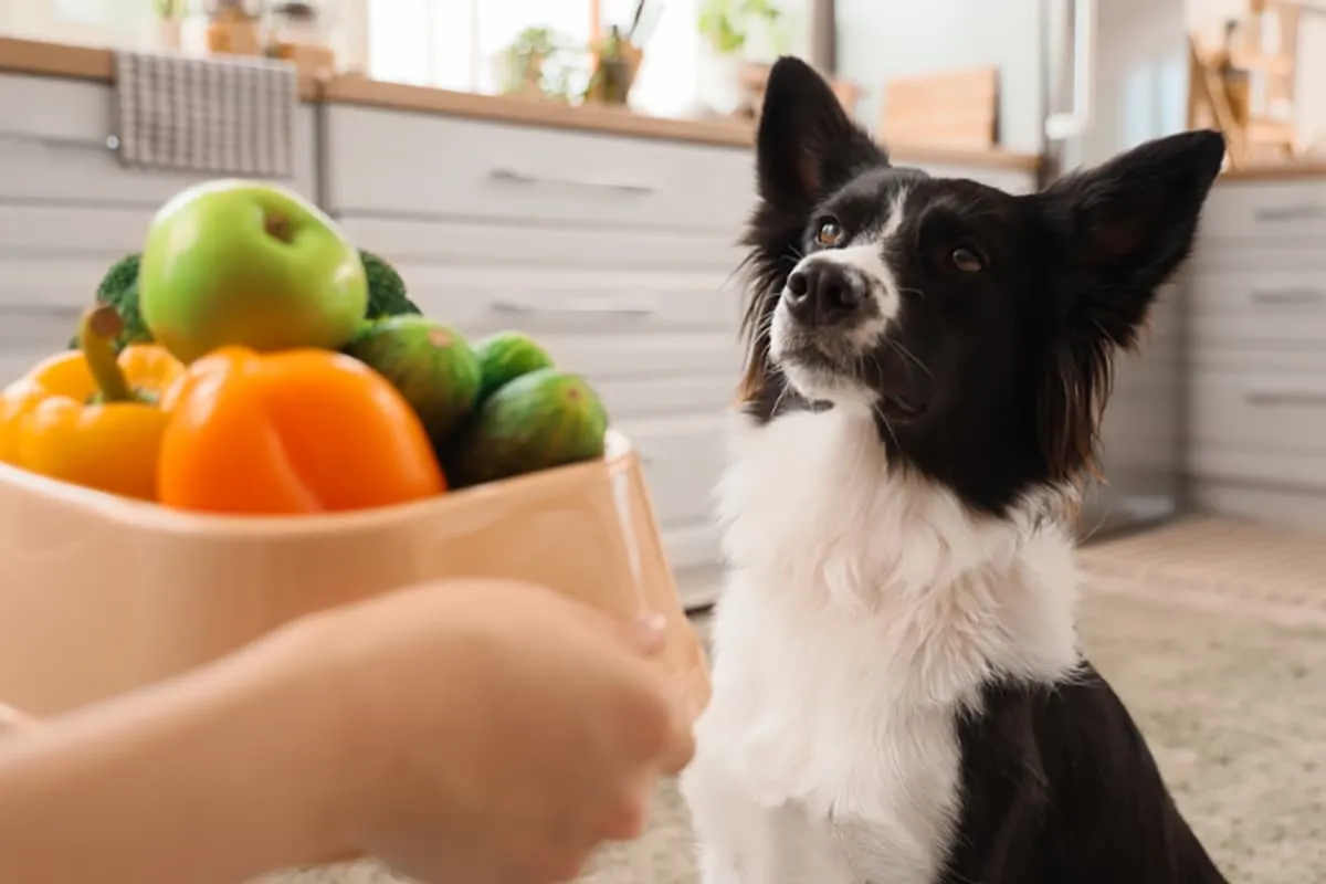10 Dog-Friendly Ingredients You Probably Already Have in Your Kitchen
