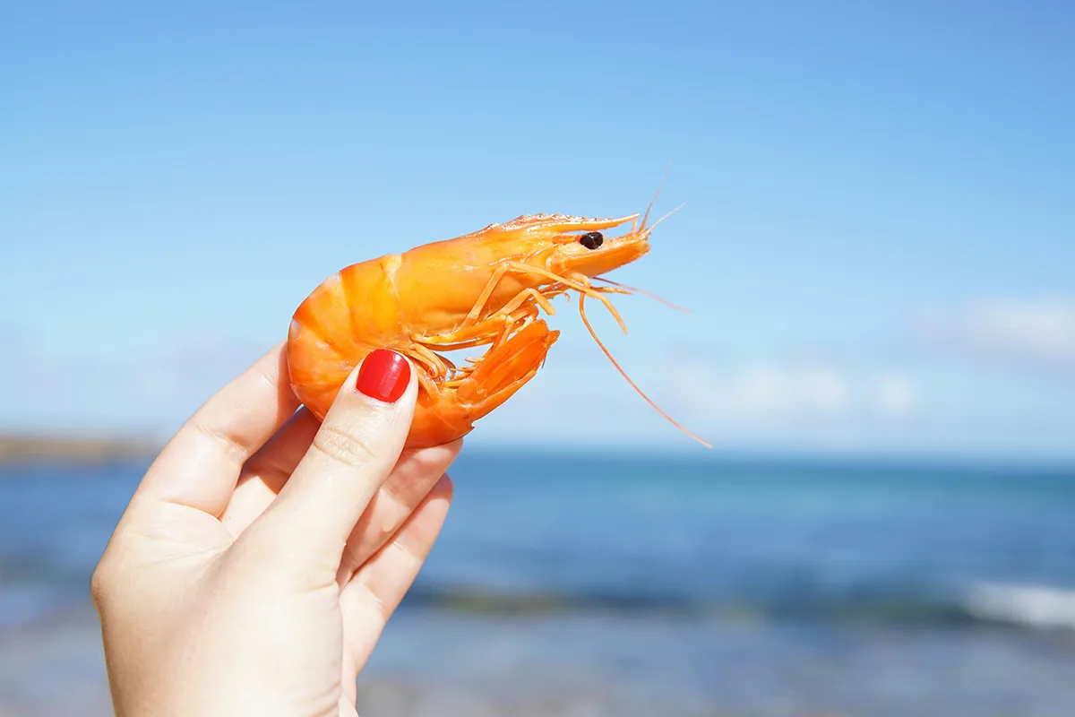 Why Key West Pink Shrimp and Stone Crab Claws Deserve a Place on Your Table