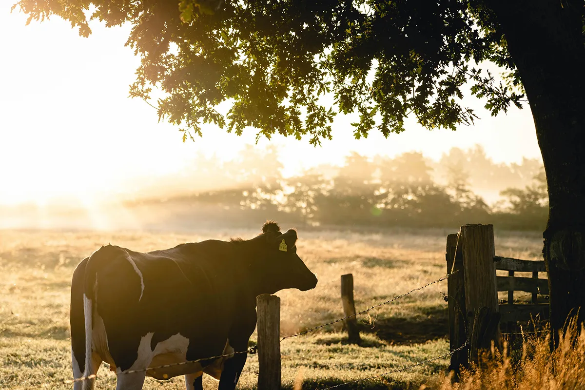 Tasting Lancaster County: Why It’s the Dairy Capital