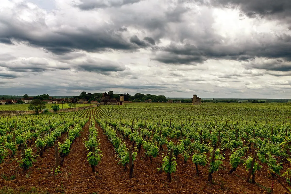 What Successful Wineries Get Right About Customer Loyalty and Retention