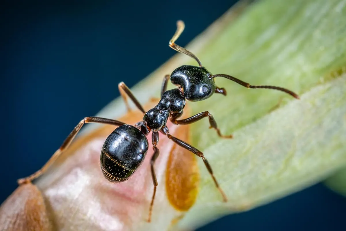 Everyday Habits That Help Keep Ants Out of Your Kitchen