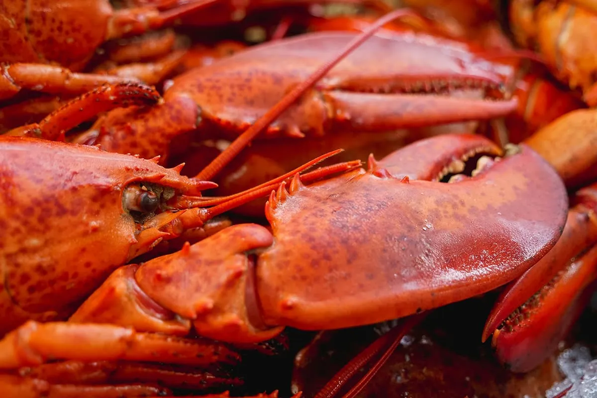 Honest Maine Lobster Now Review 2025