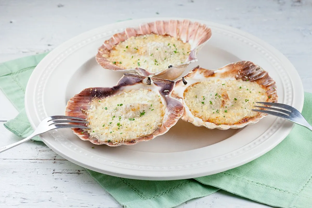 Fresh scallops in bechamel sauce