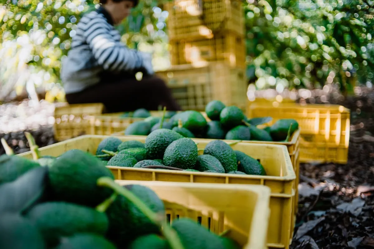 Understanding the Journey: How Exotic Fruits Reach Your Table