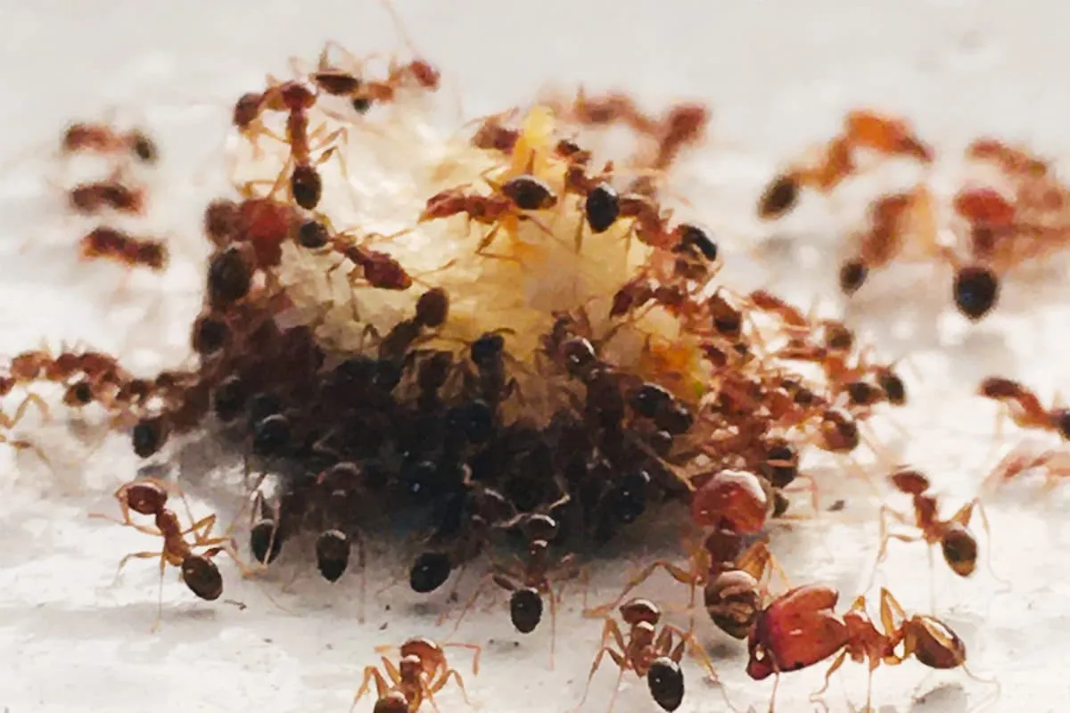 Most Common Kitchen Pests & How to Deal With Them
