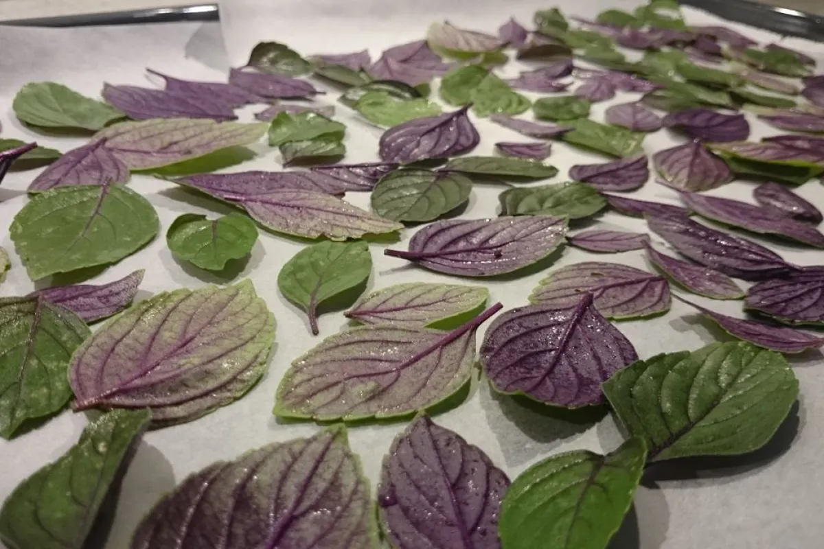 How to dry basil