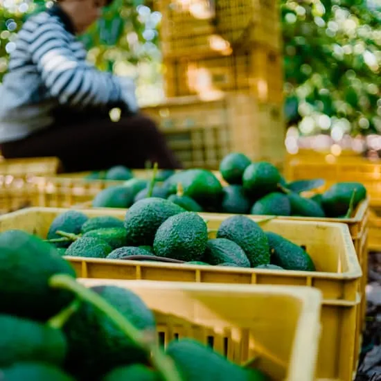 Recipe: Understanding the Journey: How Exotic Fruits Reach Your Table