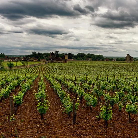 Recipe: What Successful Wineries Get Right About Customer Loyalty and Retention
