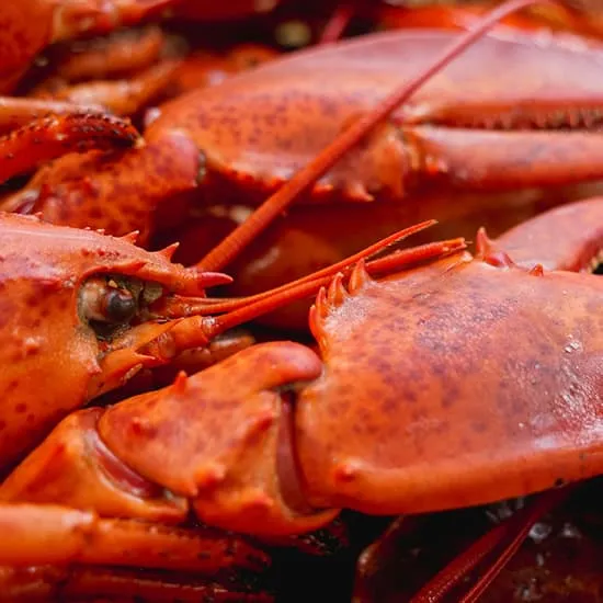 Recipe: Honest Maine Lobster Now Review 2025