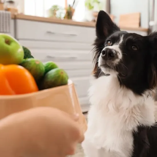 Recipe: 10 Dog-Friendly Ingredients You Probably Already Have in Your Kitchen