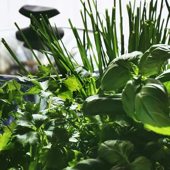 Recipe: Keep Herbs and Cut Flowers Fresh Longer