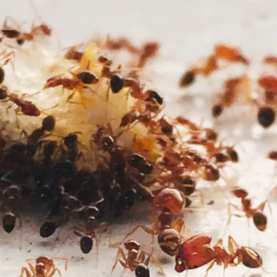 Recipe: Most Common Kitchen Pests & How to Deal With Them