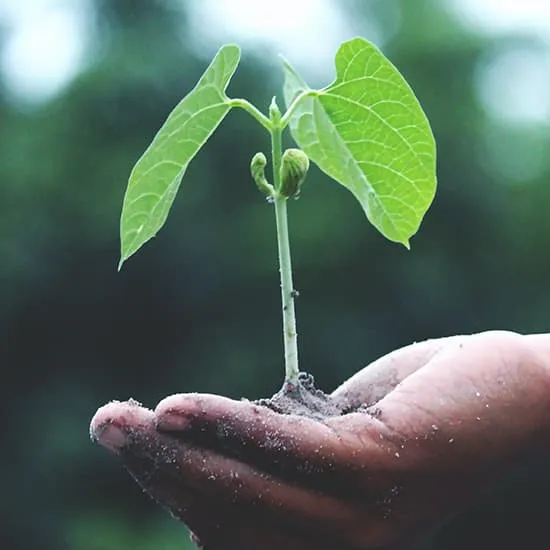 Recipe: From seed to sprout: engaging kids in the joy of gardening