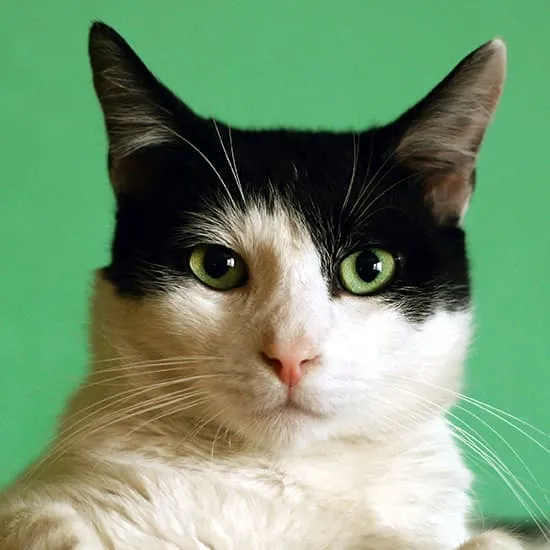 Recipe: Easy And Healthy Food You Can Make For Your Cat
