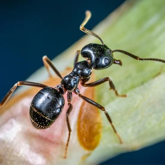 Recipe: Everyday Habits That Help Keep Ants Out of Your Kitchen