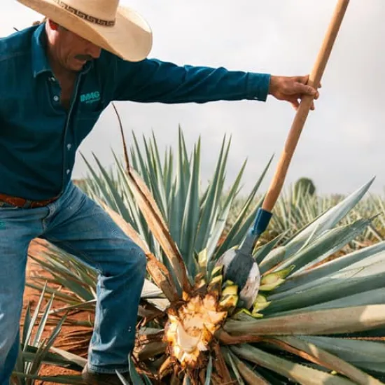 Recipe: What Sets Premium Agave Spirits Apart from Standard Options