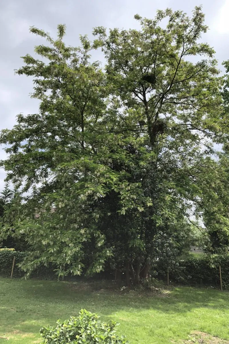 Our Acacia tree